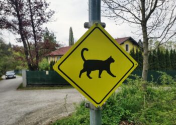 Yellow Signs: What Every Driver Should Know About Cautionary Signals